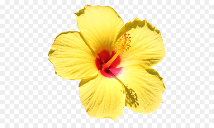 Hibisco Amarelo，Pétalas PNG