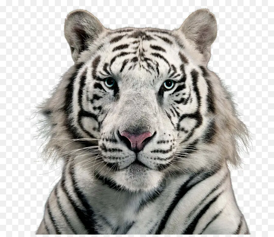 Tigre，Branco PNG