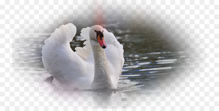 Cisne，Cygnini PNG