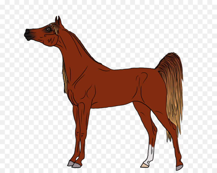 Cavalo，Equino PNG