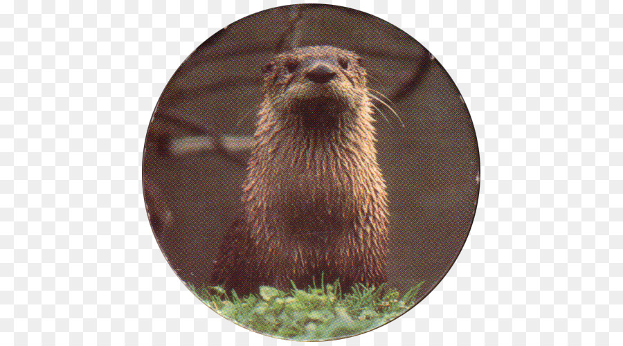 Lontra，Muskrat PNG