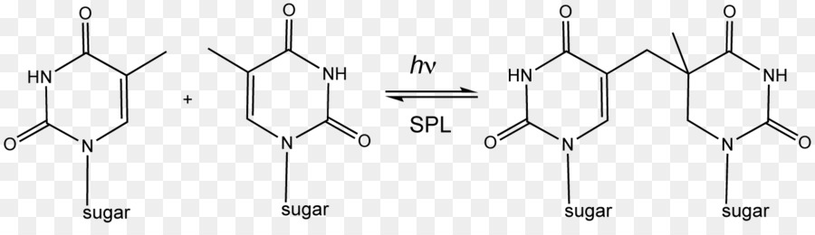 Estrutura Química，Ácido Láctico PNG