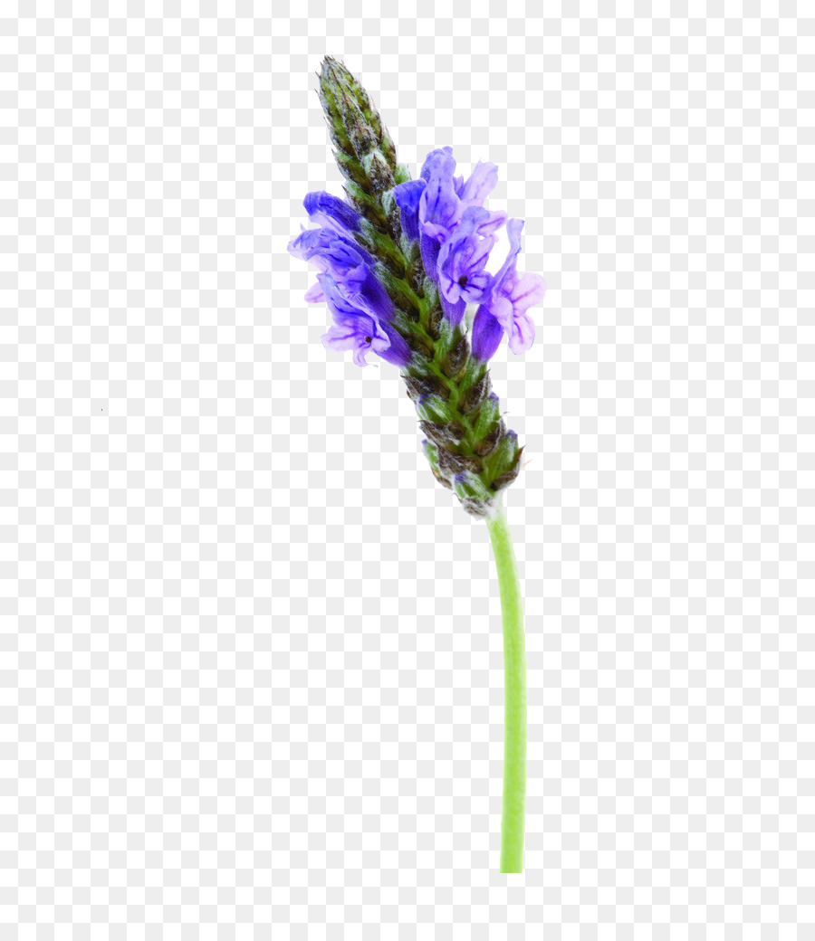 Inglês Lavanda，Formatos De Arquivo De Imagem PNG