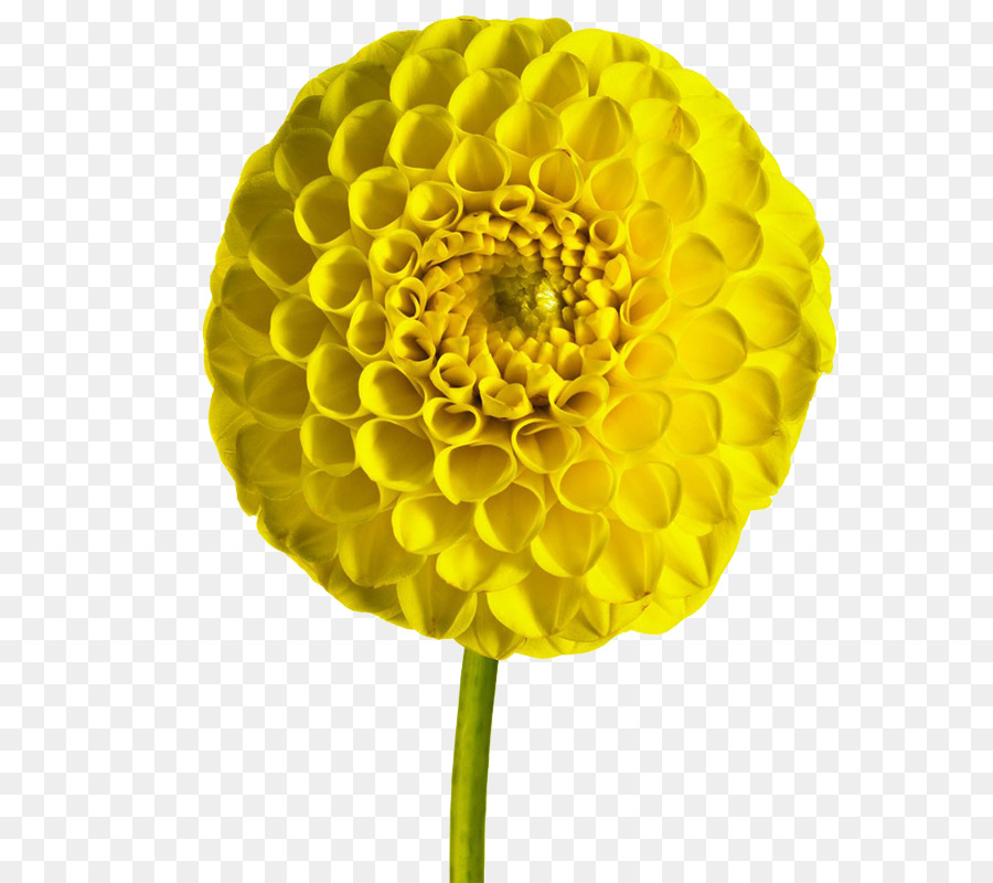 Dahlia，Flores De Corte PNG