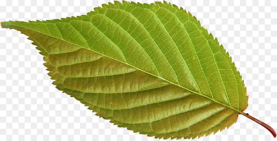 Folha Roxa，Natureza PNG