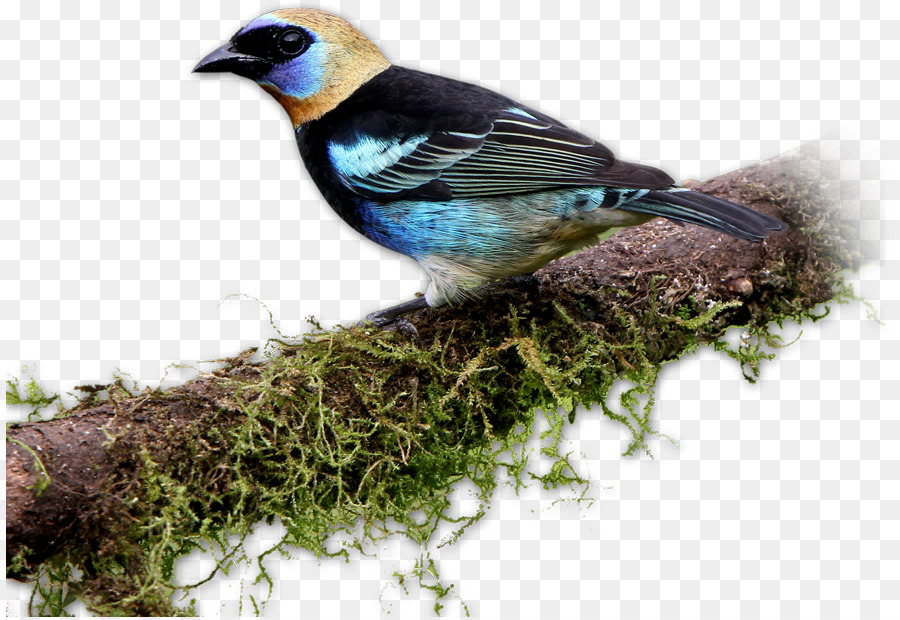 Tentilhões，Aves PNG