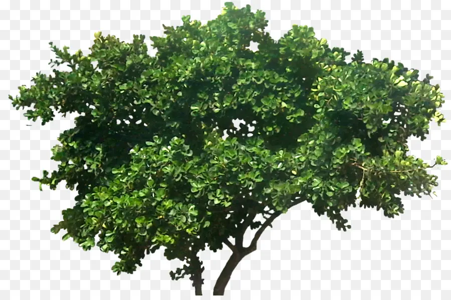 Chorando Fig，árvore PNG