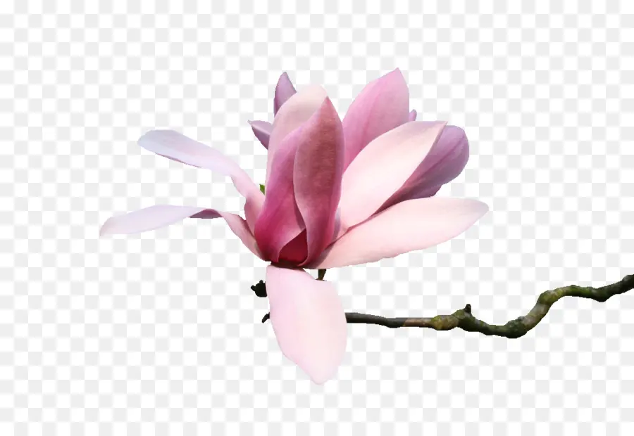 Flores De Magnólia，Filial PNG