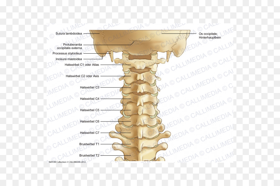 Coluna Cervical，Coluna PNG