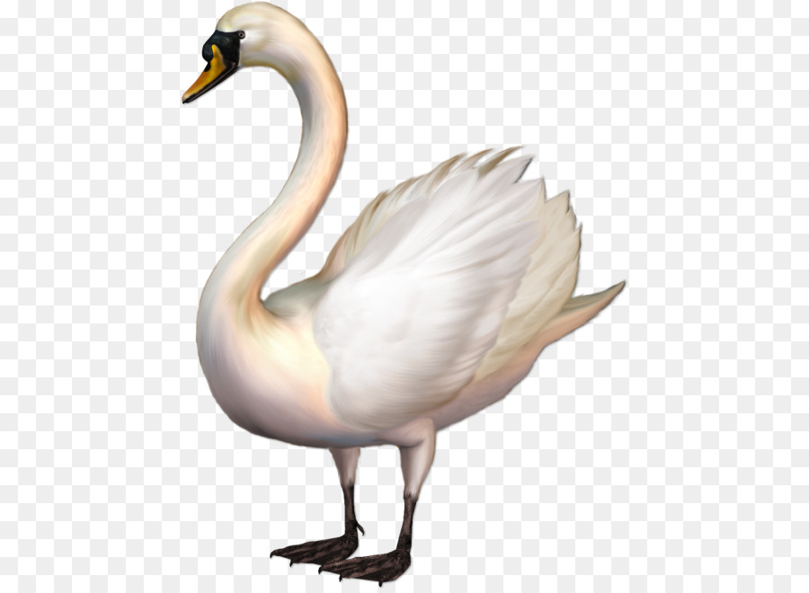 Cisnes，Pássaro PNG