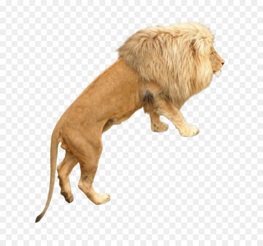 Leão，Raça Do Cão PNG