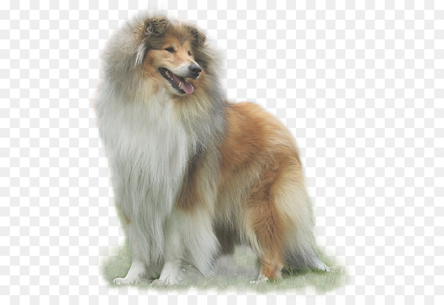 Rough Collie，Shetland Sheepdog PNG