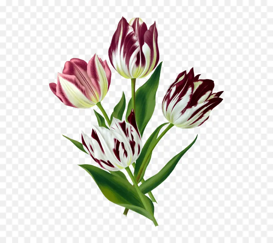 Tulip，Arte PNG