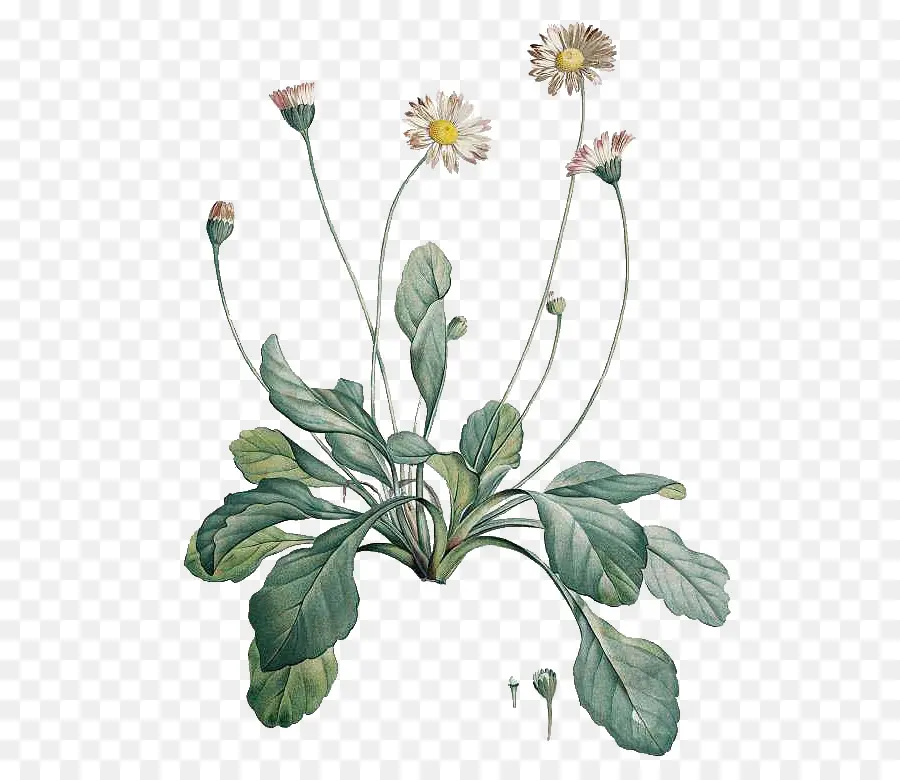 Botânico Ilustração，Comum Daisy PNG
