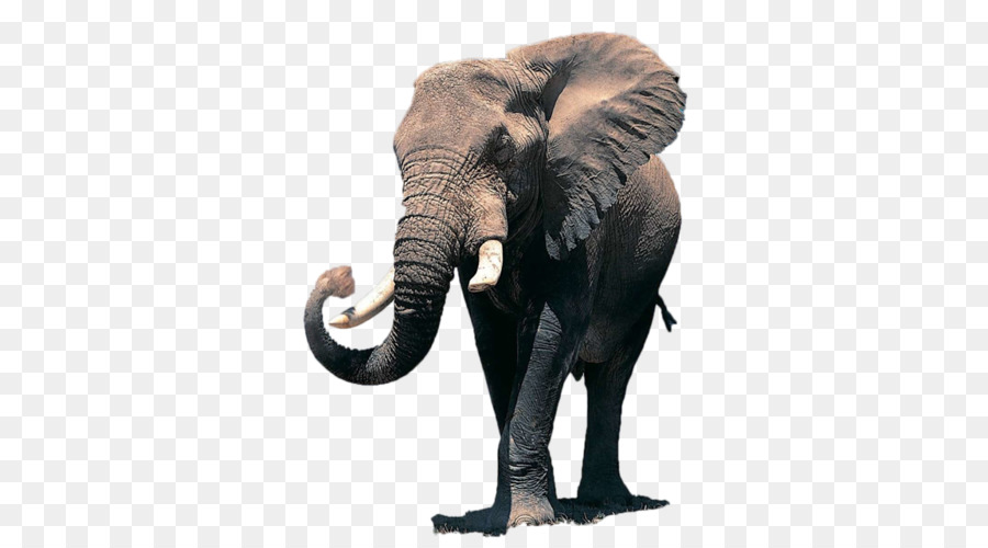 Elefante Africano，Papel De Parede Da área De Trabalho PNG