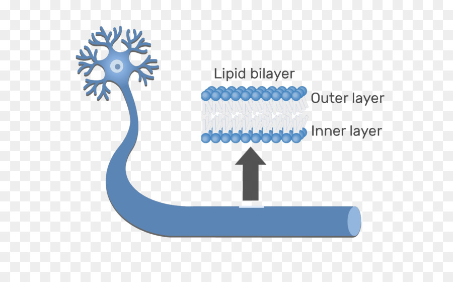 Bicamada Lipídica，Membrana Celular PNG