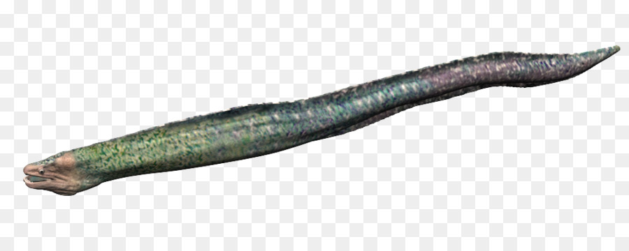 Worm，Peixe PNG