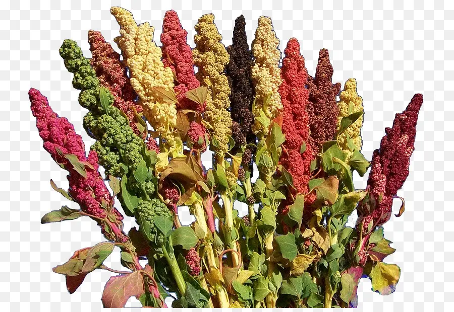 Plantas De Quinoa，Colorido PNG