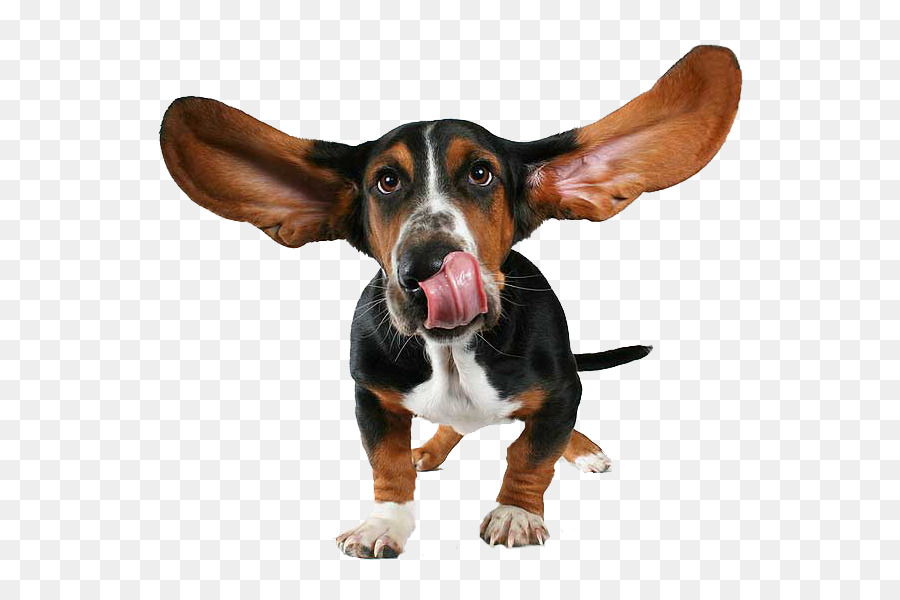 Basset Hound，Cachorro PNG