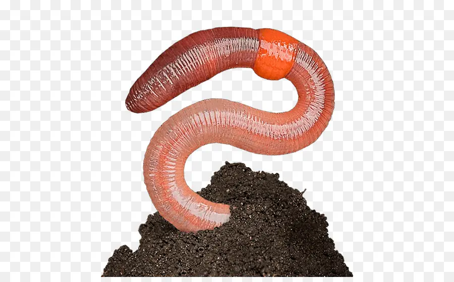 Minhoca，Worm PNG