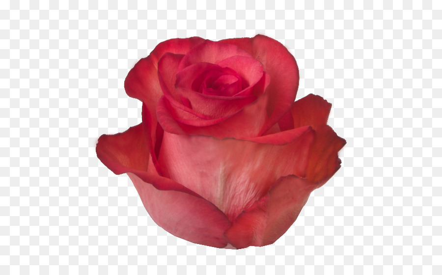 Rosa Vermelha，Florescer PNG