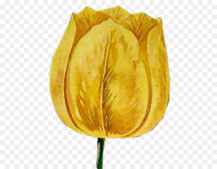 Tulipa，Florescer PNG