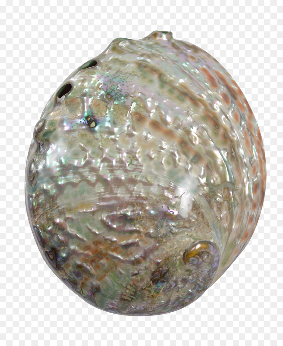 Abalone，Pedra Preciosa PNG