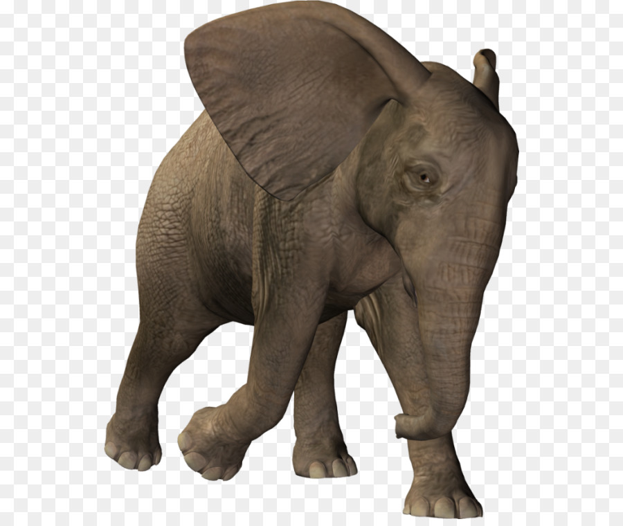 Elefante，Mamífero PNG