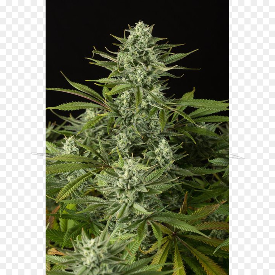 Canabidiol，Cannabis PNG