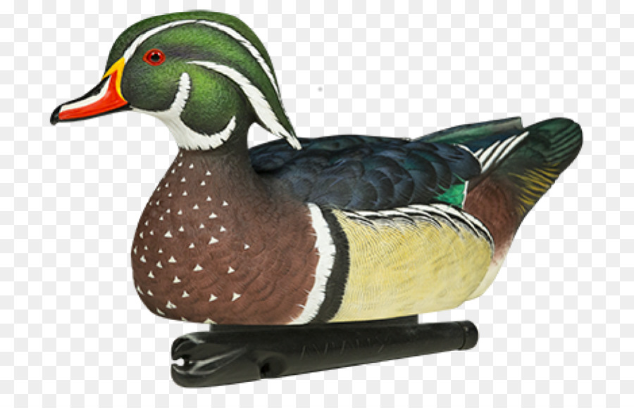 Pato，Pato Real PNG