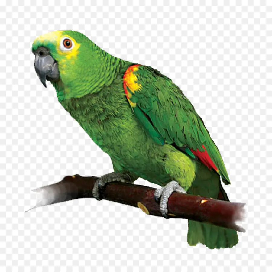 Papagaio Verde，Pássaro PNG