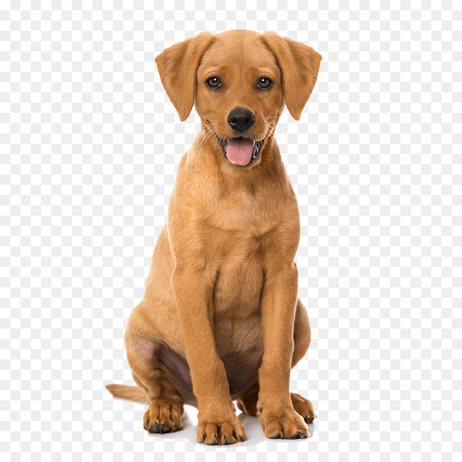 Cachorro Marrom，Cachorro PNG