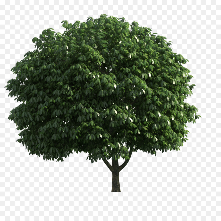 Ramo，árvore PNG