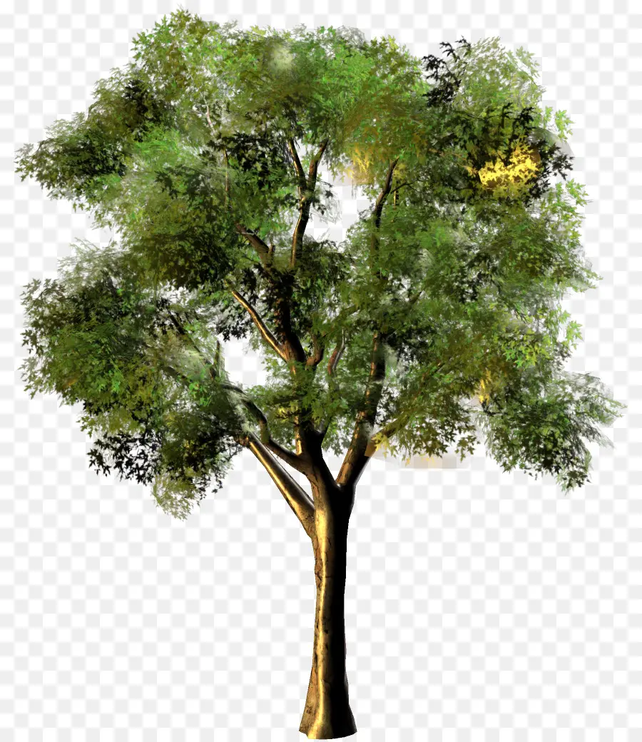 árvore，Fotomontagem PNG