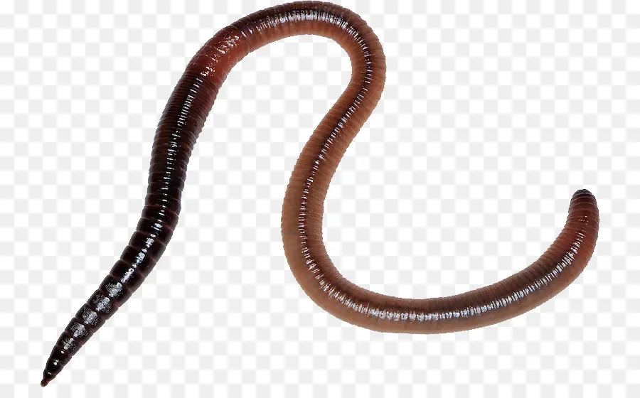 Minhoca，Worm PNG