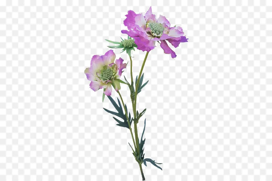 Flores Cor De Rosa，Florescer PNG