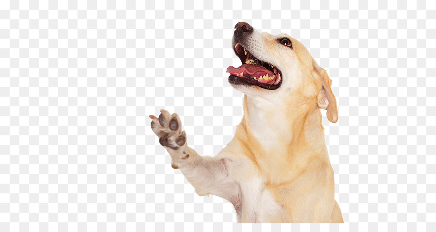 Cão，Pata PNG