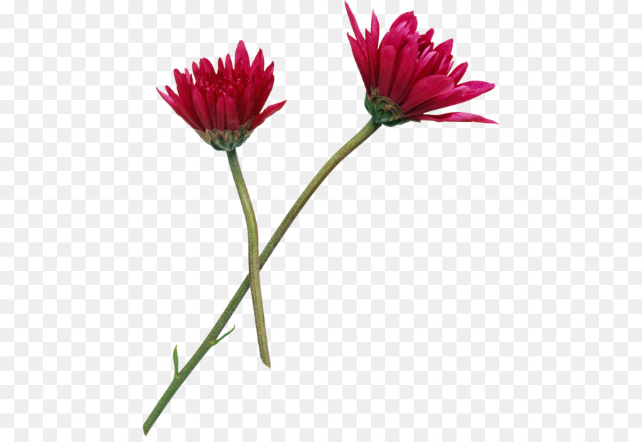 Flor Rosa，Flor PNG