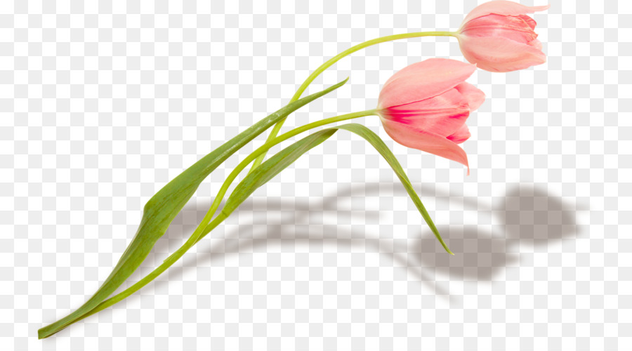 Tulip，Floração Ceyhan PNG