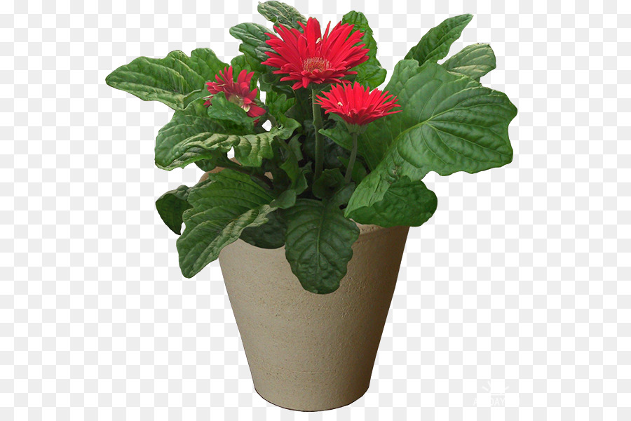 Cresce A Luz，Flowerpot PNG