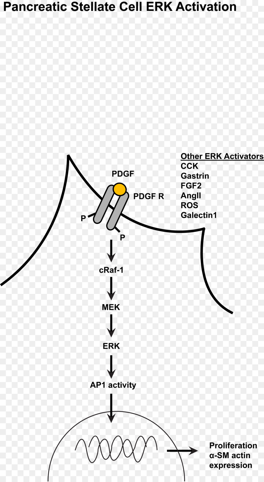 Mapkerk Caminho，Mitogenactivated Protein Kinase PNG