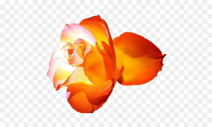 Rosa Vermelha，Florescer PNG