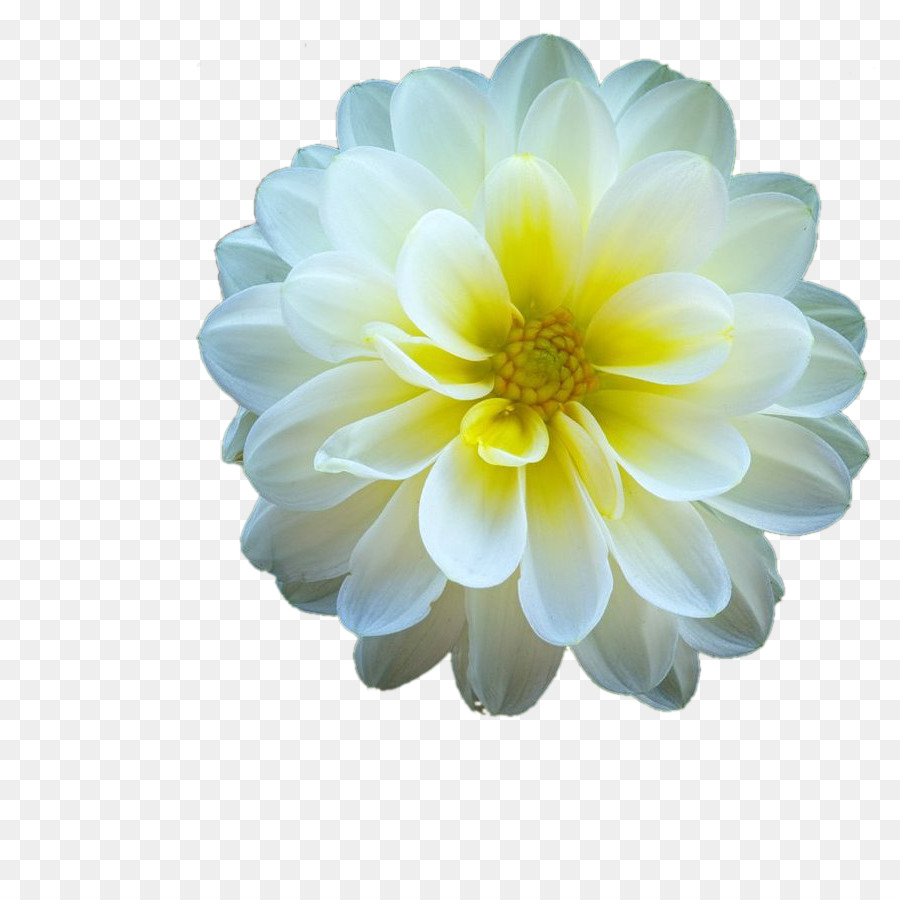 Flor Branca，Natureza PNG