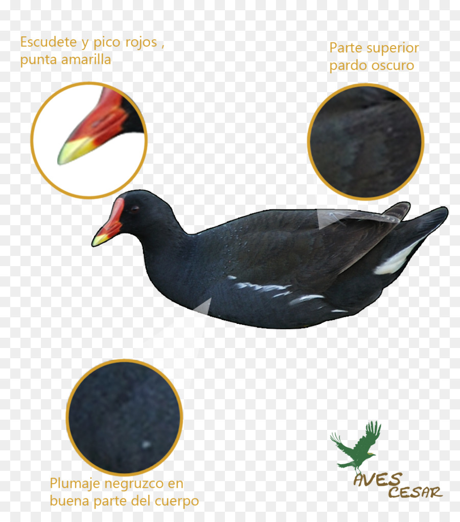 Pato，Comum Moorhen PNG