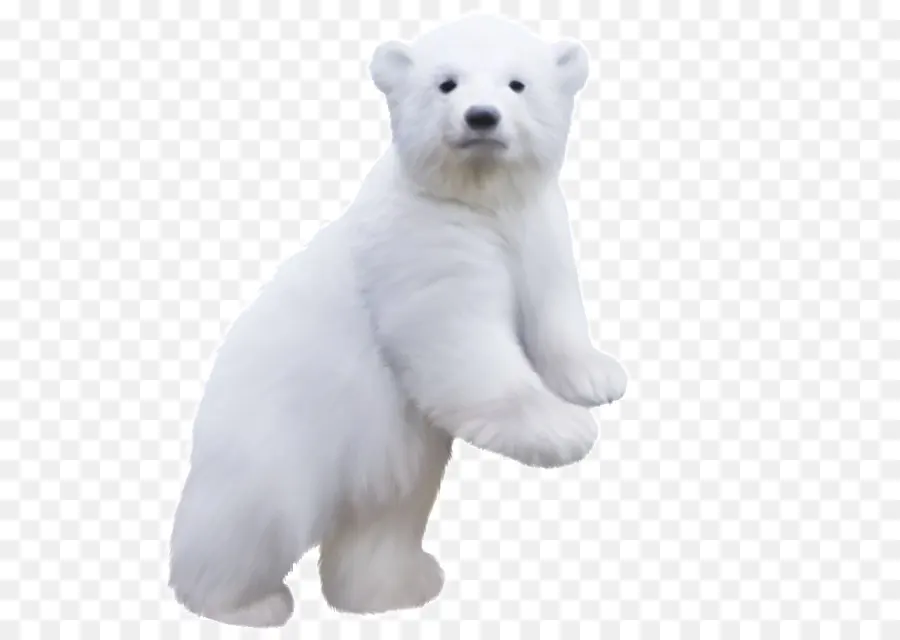 Urso Polar，Ursinae PNG