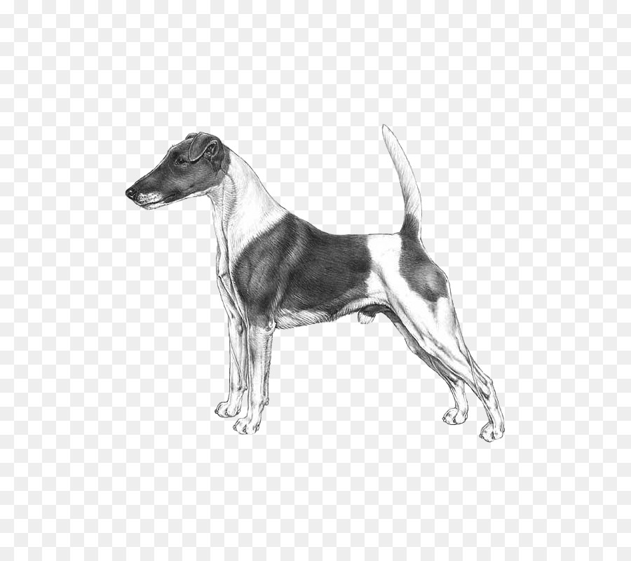 Cachorro Correndo，Branco PNG