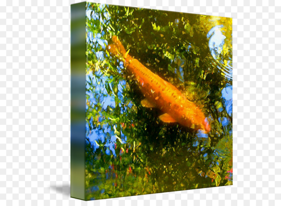 Koi，Peixinho PNG