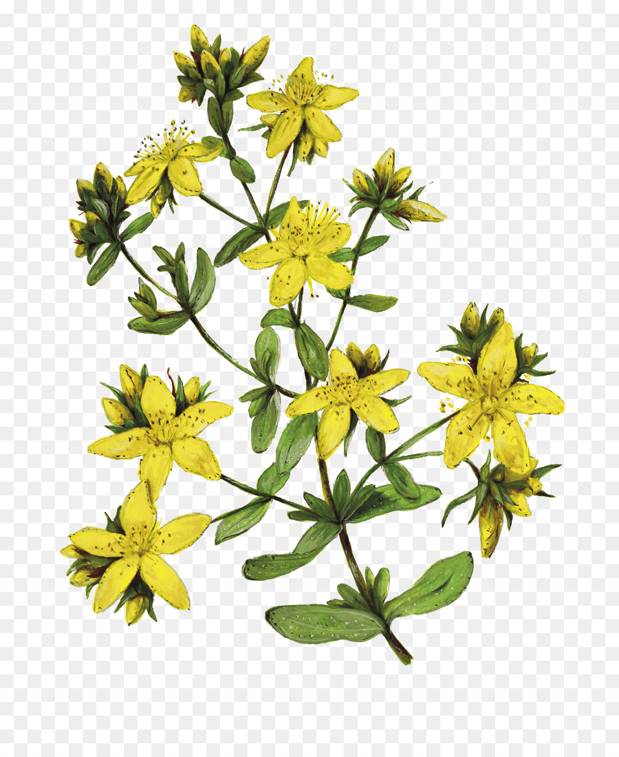 Perfurar São João Swort，Herbalism PNG