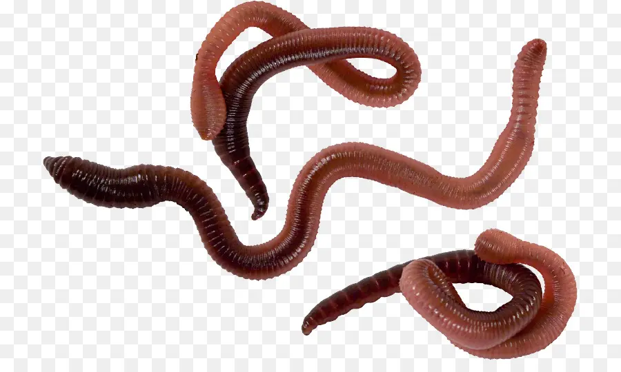 Worm，Fotografia De Stock PNG