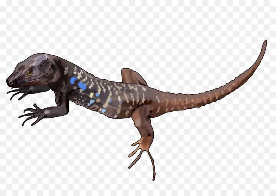 Lagarto，Cauda PNG